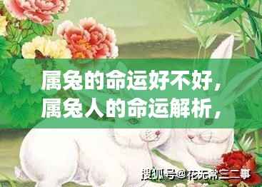 属兔人的命运解析与星辰指引的好运之旅,探寻属兔命运的好坏