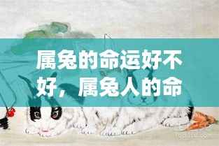 属兔人的命运解析与星辰指引的好运之旅,探寻属兔命运的好坏