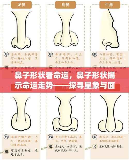 鼻子形状揭示命运走势,星象与面相的奥秘交汇点探寻