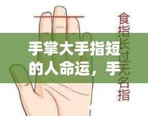 手掌大手指短的人命运解析,手相中的命运密码探索