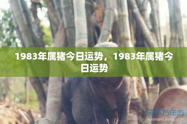 揭秘!1983年属猪人的今日运势概览