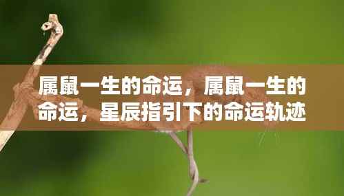 属鼠人的命运轨迹,星辰指引下的生命之旅