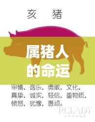 属猪人的命运探究,星象背后的无限可能与探寻命运之谜