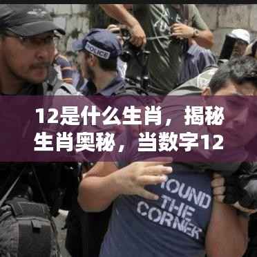揭秘生肖奥秘，当数字12遇上千年生肖轮回的奥秘