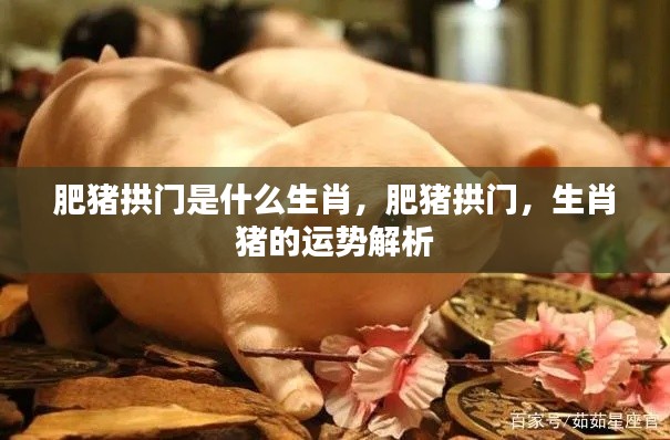 肥猪拱门生肖运势解析,猪的运势与生肖解读
