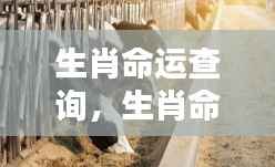 揭秘生肖命运走势与个性特质,生肖命运查询深度解析