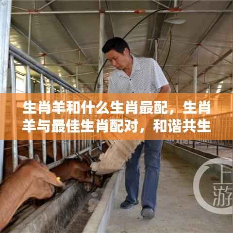 生肖羊的最佳配对生肖，和谐共生的奥秘与生肖配对解析