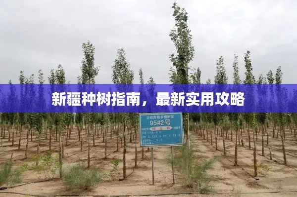 新疆种树指南,最新实用攻略