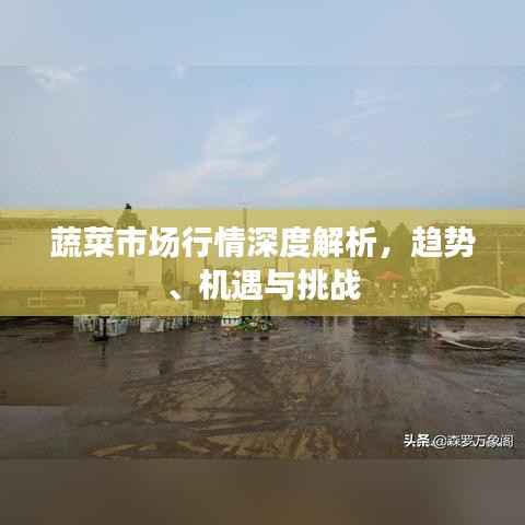 蔬菜市场行情深度解析,趋势、机遇与挑战